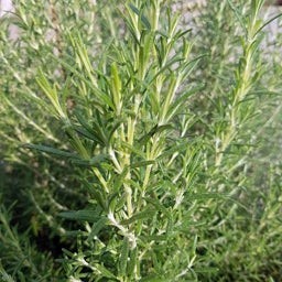 Salvia rosmarinus ‘Arp’ - Rosemary